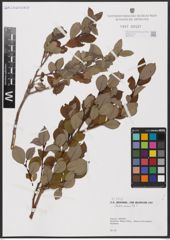 Foto von Salix aurita L.